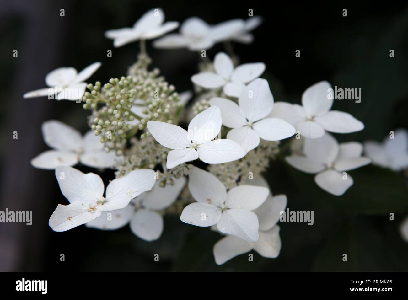 White Hydrangea paniculata, or panicled hydrangea ' 'Last Post' in flower. Stock Photo