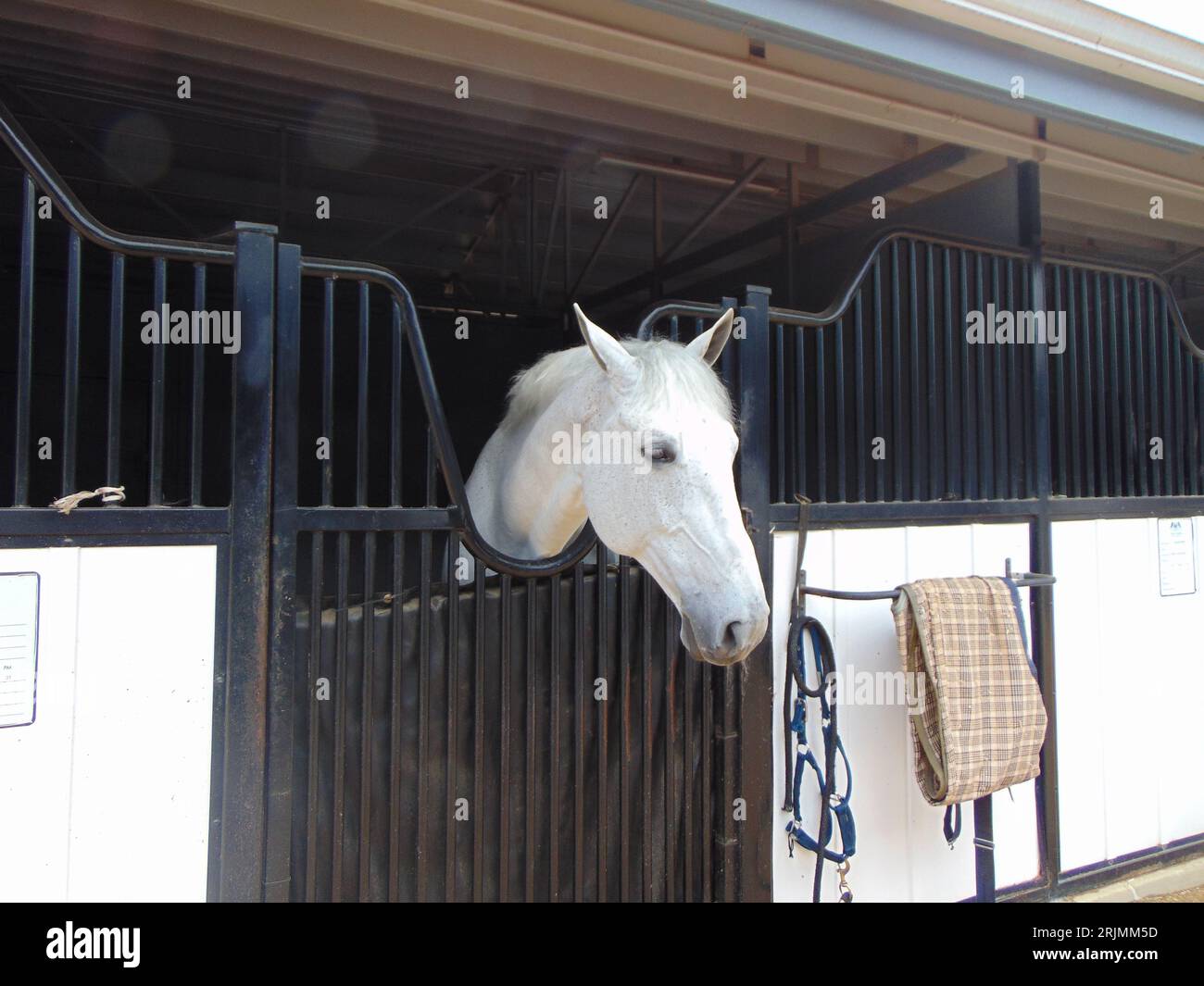 A majestic white horse stands in its stall at a stable, its head resting inside Stock Photo Alamy