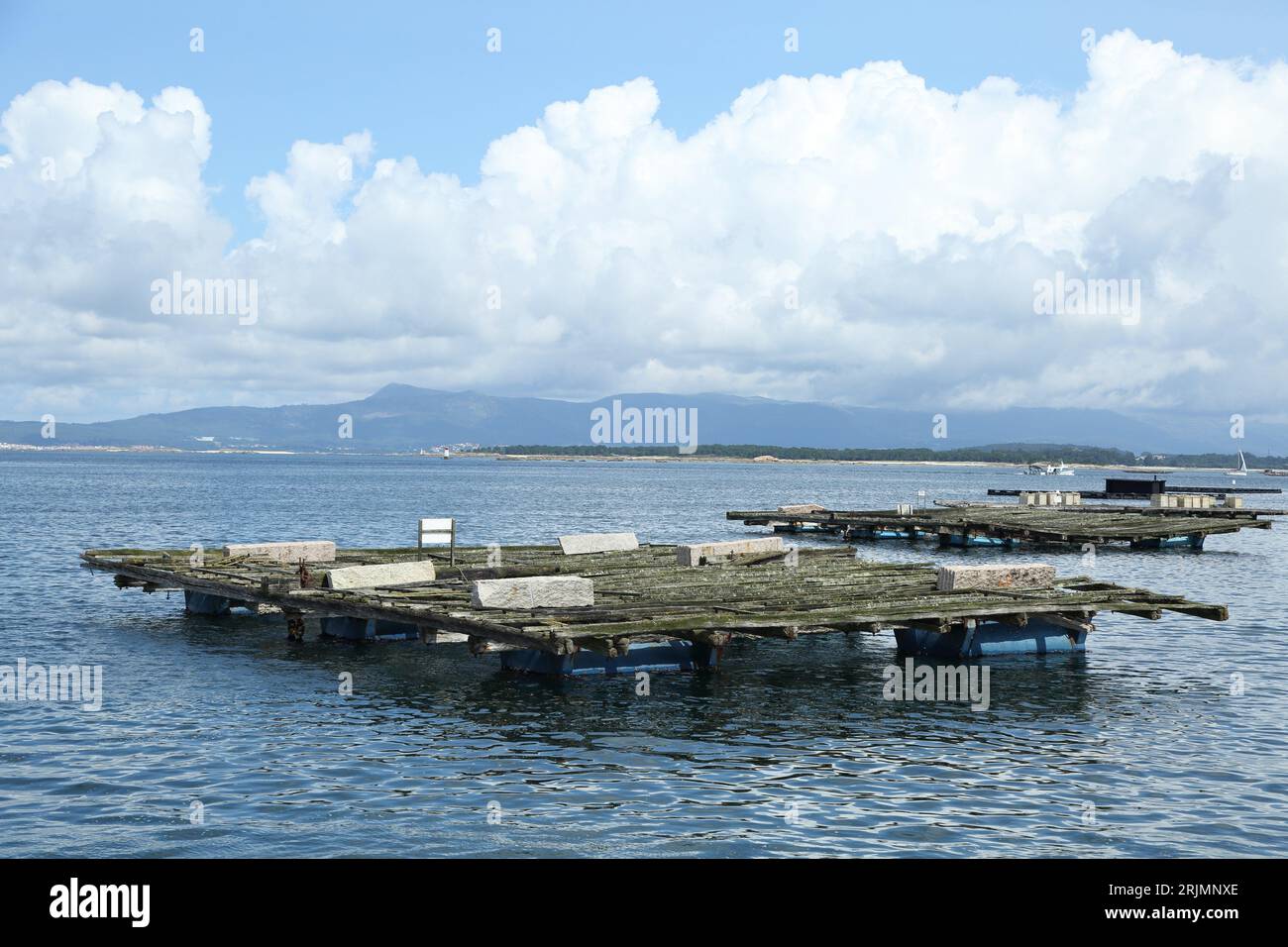 Mussel farming in Galicia mussel rafts. The mussel tray is a floating