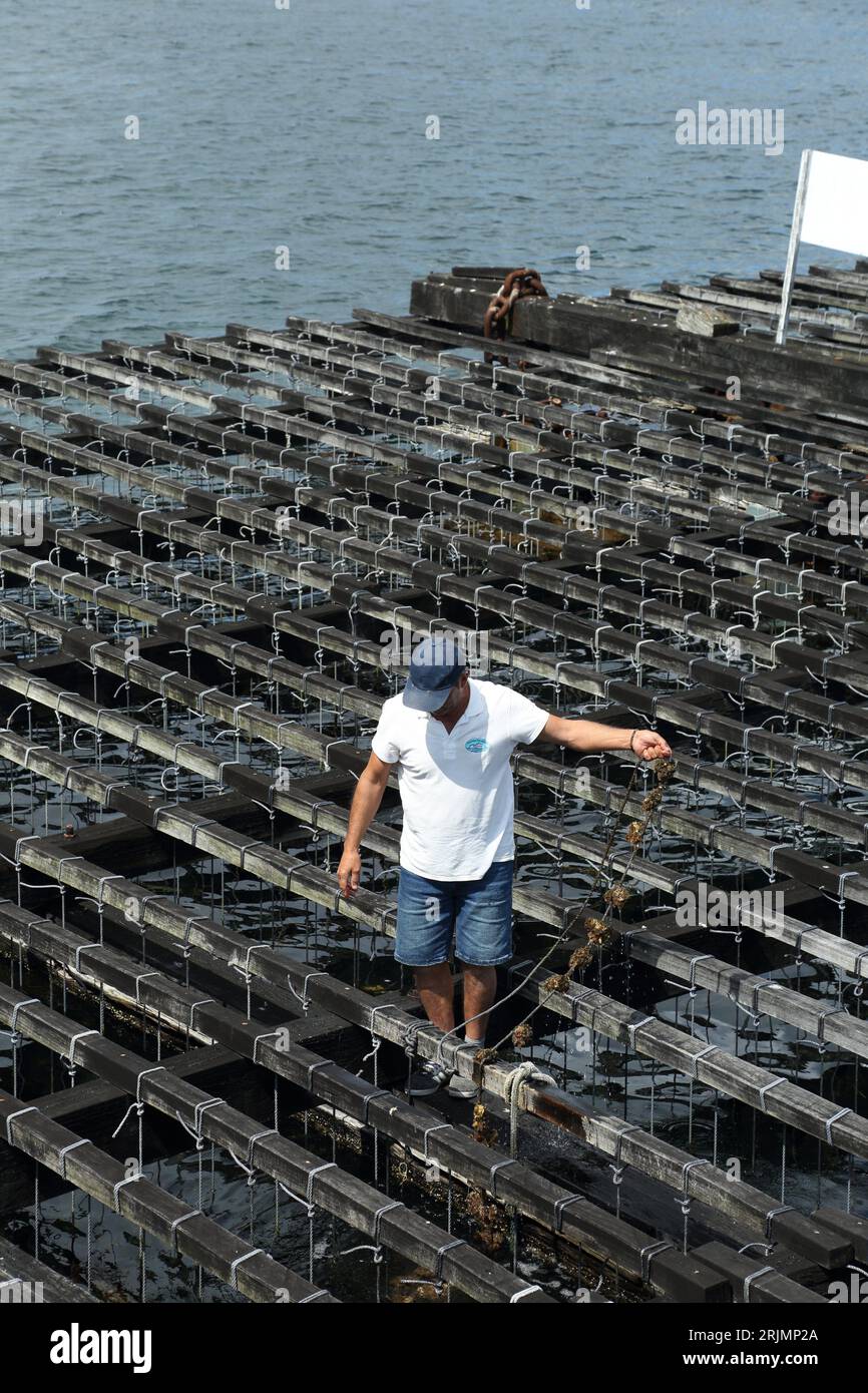 Mussel farming in Galicia mussel rafts. The mussel tray is a floating