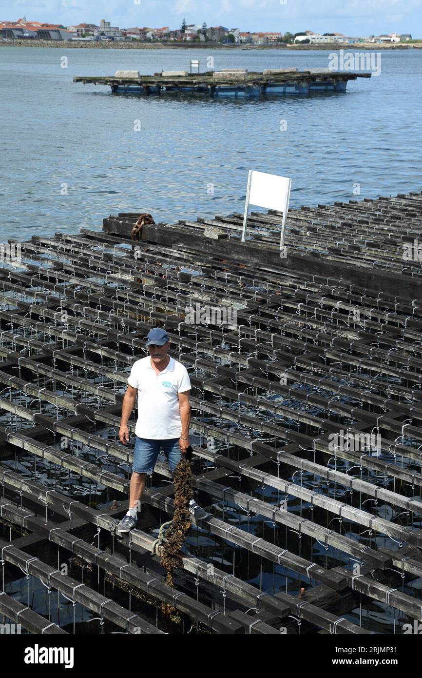 Mussel farming in Galicia mussel rafts. The mussel tray is a floating