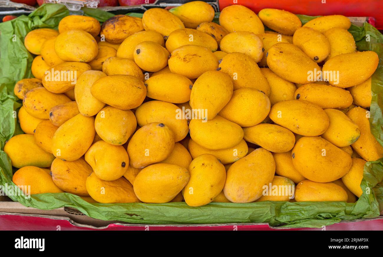 Sweet Ripe Fresh Yellow Mango at Tropical Fruit at Farmers Market Stock Photo