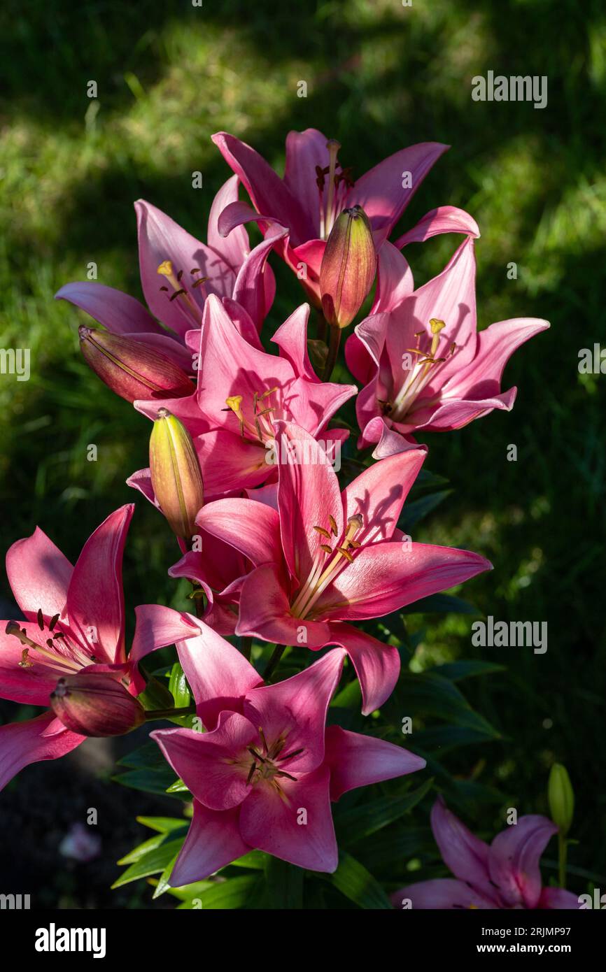 A cluster of pink lilies in a garden setting Stock Photo - Alamy