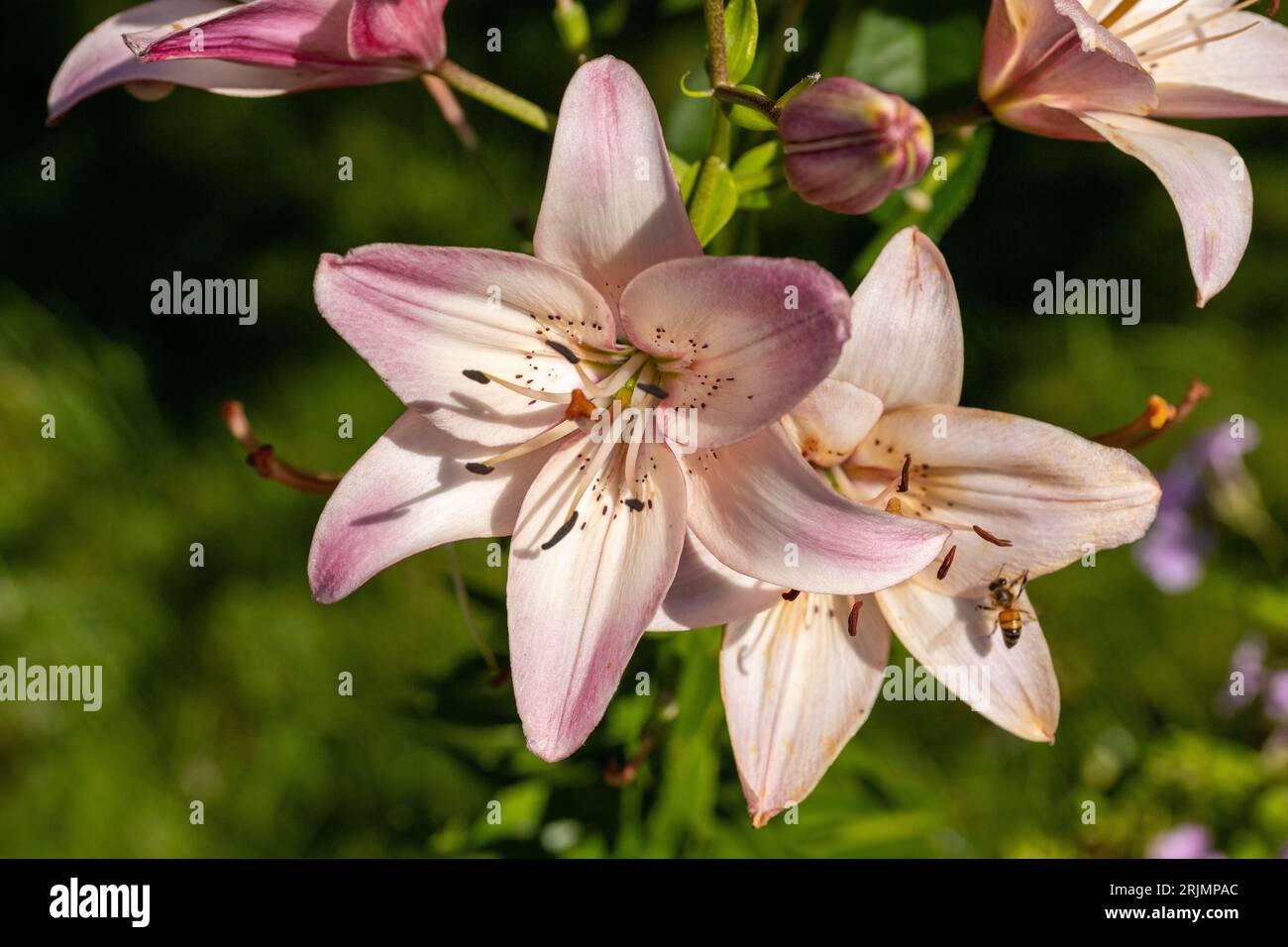 The beautiful pinkish-white lilies blooming in a green garden setting ...
