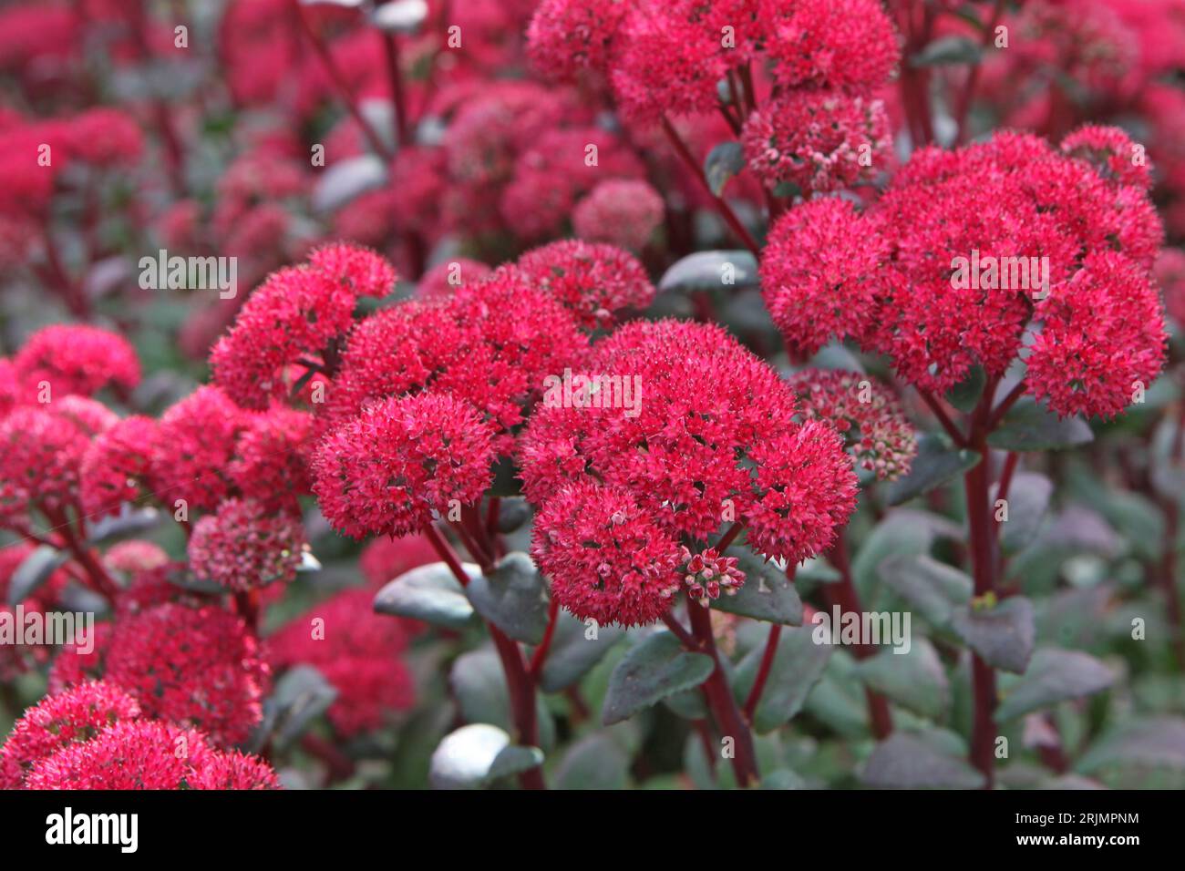 Red Hylotelephium Sedum, or stonecrop, ÔRed CauliÕ in flower. Stock Photo