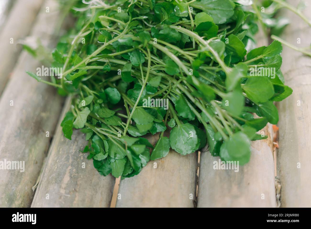 Watercress (Nasturtium officinale) or selada air in Indonesia. Called jembak in Salatiga as ingredient for vegetable or fried snack Stock Photo