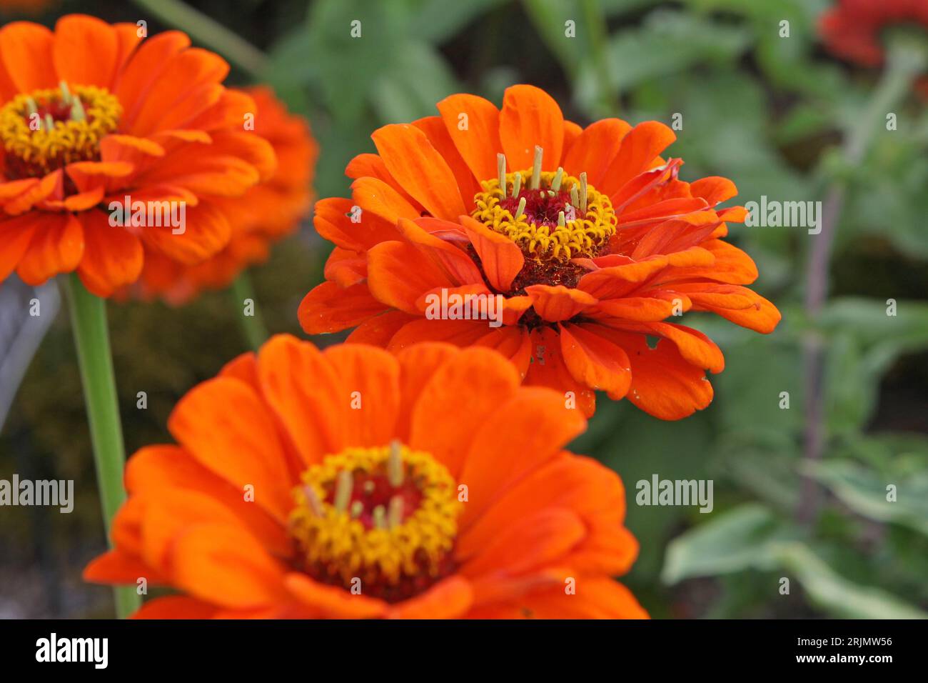 Zinnia elegans, or common zinnia, 'Super Yoga Orange' in flower. Stock Photo