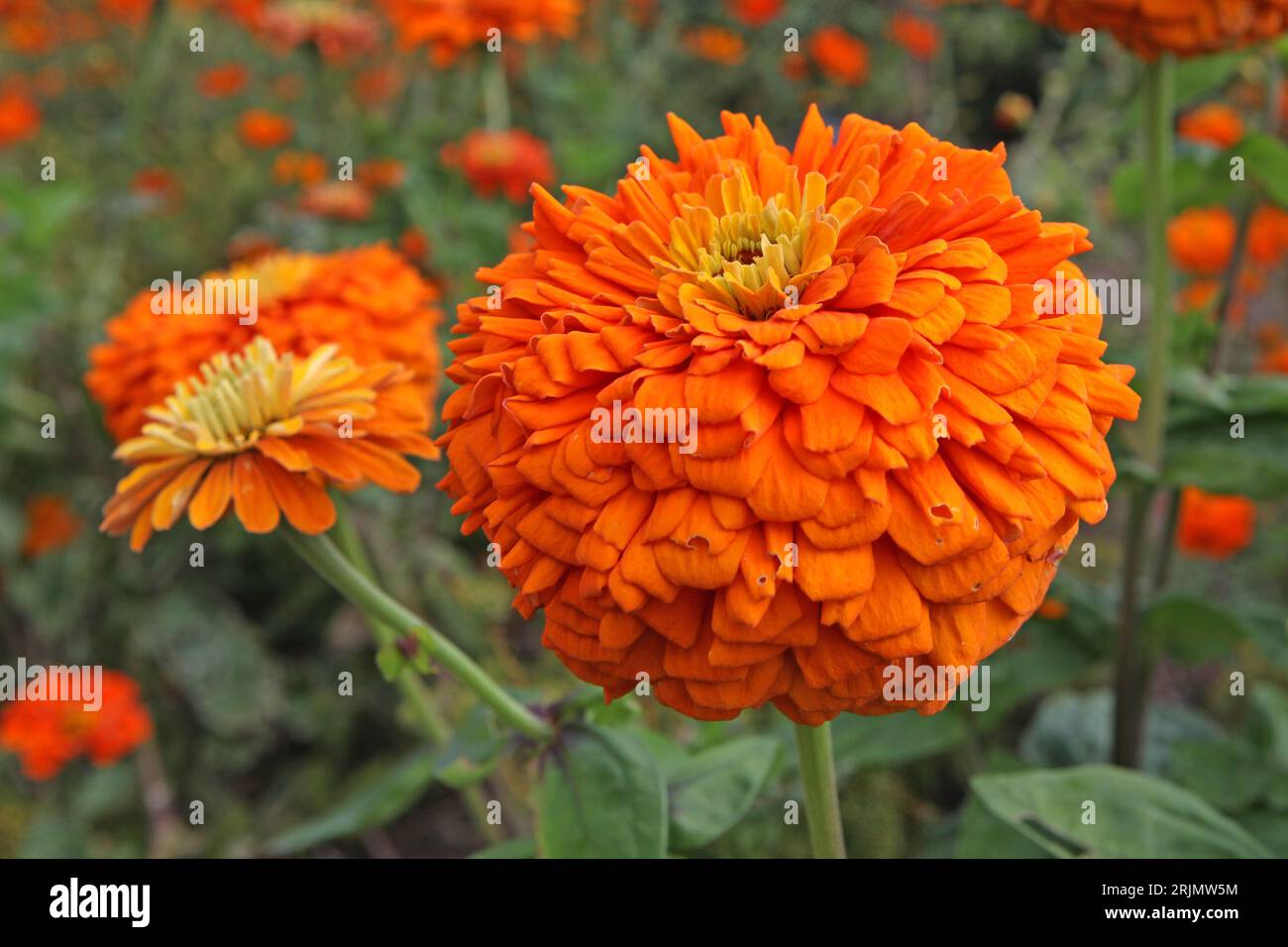 Zinnia elegans, or common zinnia, 'Super Yoga Orange' in flower. Stock Photo