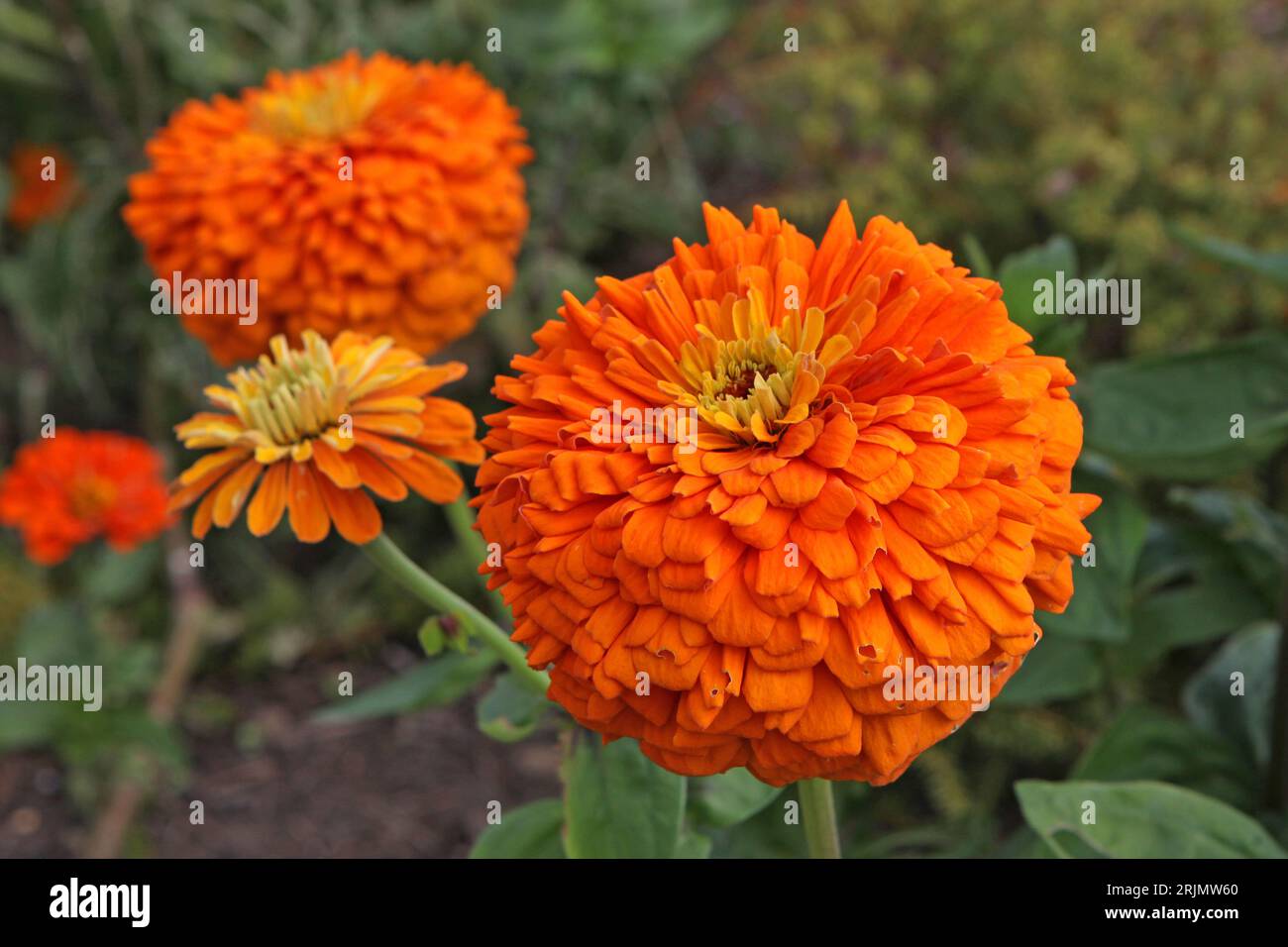 Zinnia elegans, or common zinnia, 'Super Yoga Orange' in flower. Stock Photo
