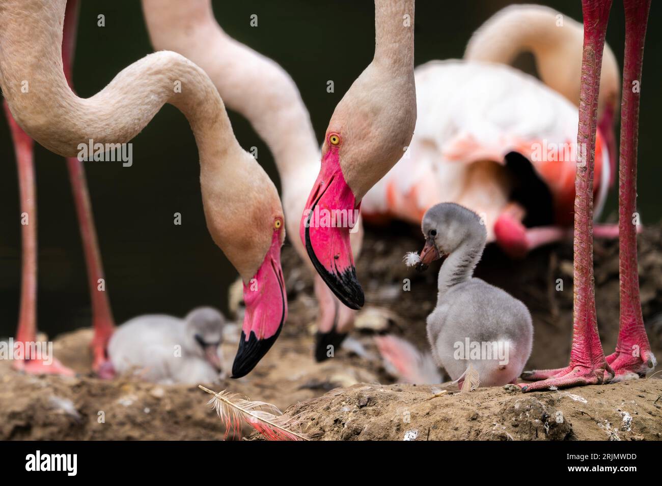 Baby flamingo being protected by its family in Dierenrijk Zoo, The ...