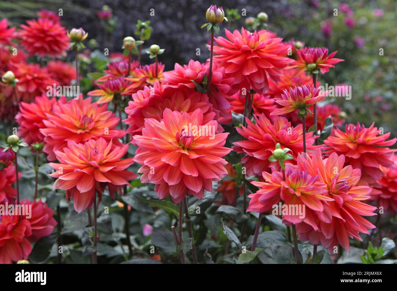 Pink and orange decorative Dahlia 'Firepot' in flower. Stock Photo