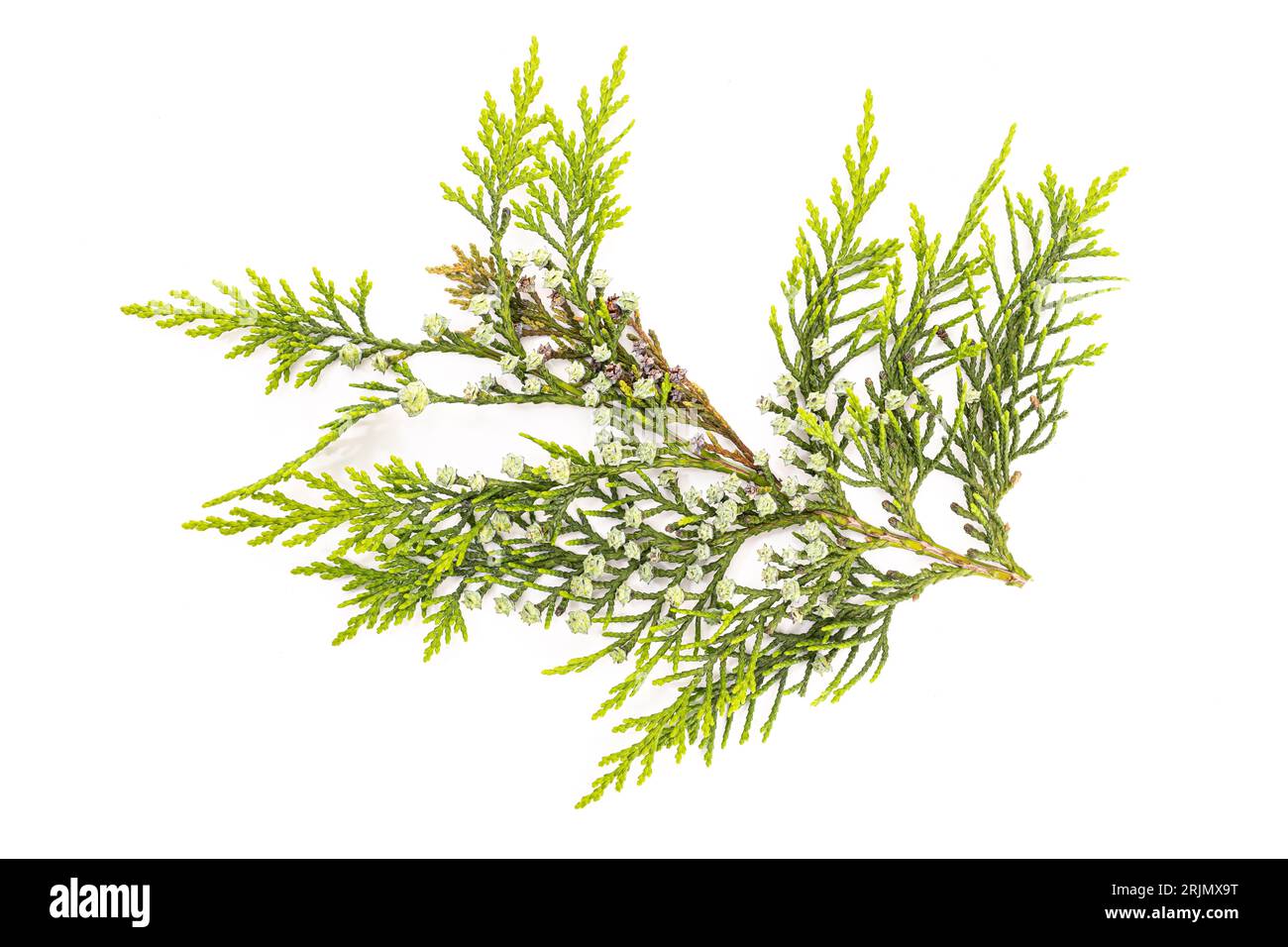 Fresh Cypress twig with growing cones isolated on white background. Cupressus sempervirens Stock Photo