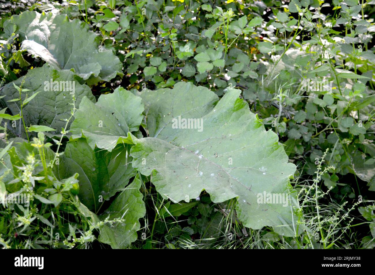 green plants in nature. Green plants are important to nature because