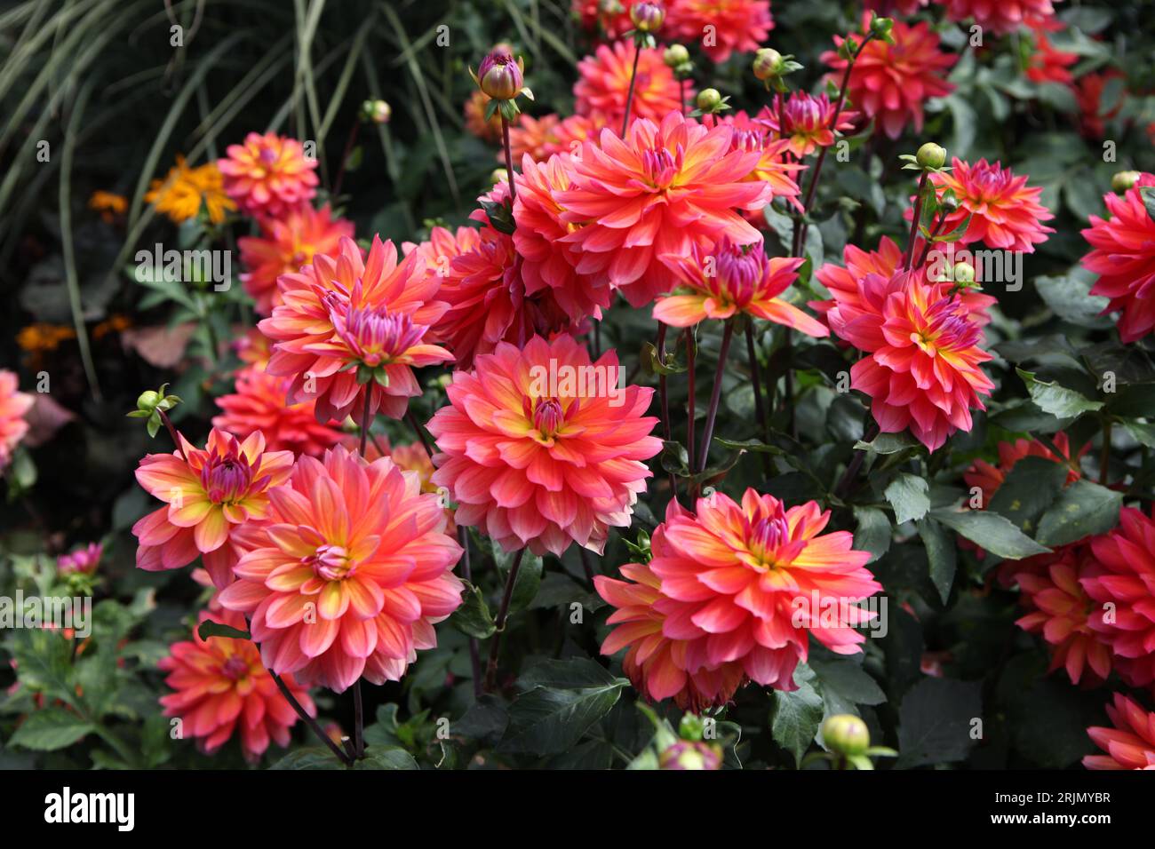 Pink and orange decorative Dahlia 'Firepot' in flower. Stock Photo