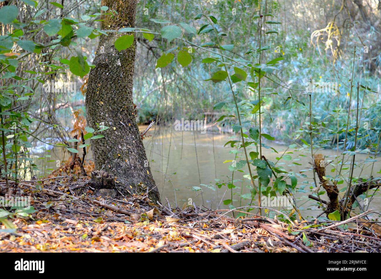 Riverside plant hi-res stock photography and images - Alamy