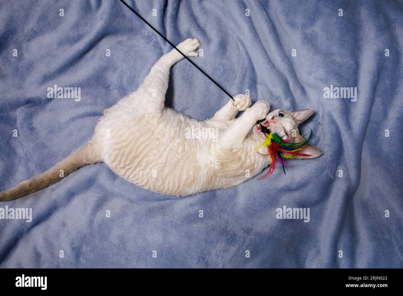 Funny curly-haired kitten who lies on a plaid has grabbed a feather toy