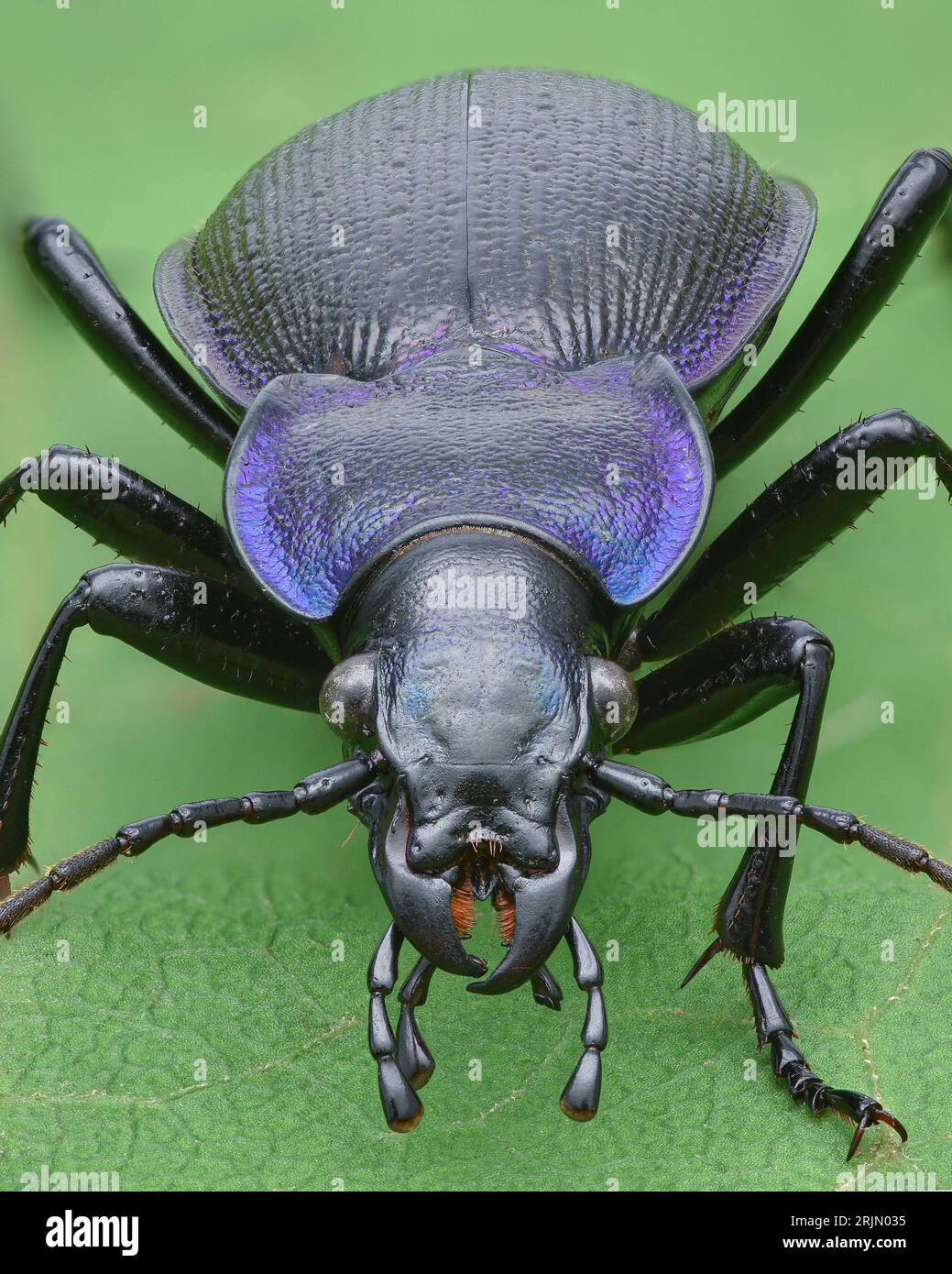 Portrait of a black and violet ground beetle standing on a green leaf (Rough Violet Ground Beetle, Carabus problematicus) Stock Photo