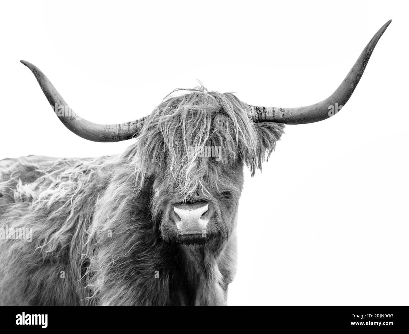 Highland Cow Isle of Skye,Inner Hebrides,Highlands Scotland Great Britain United Kingdom, UK,Europe Stock Photo