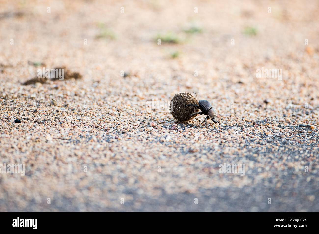 Dung-beetle rolling dung across road Stock Photo
