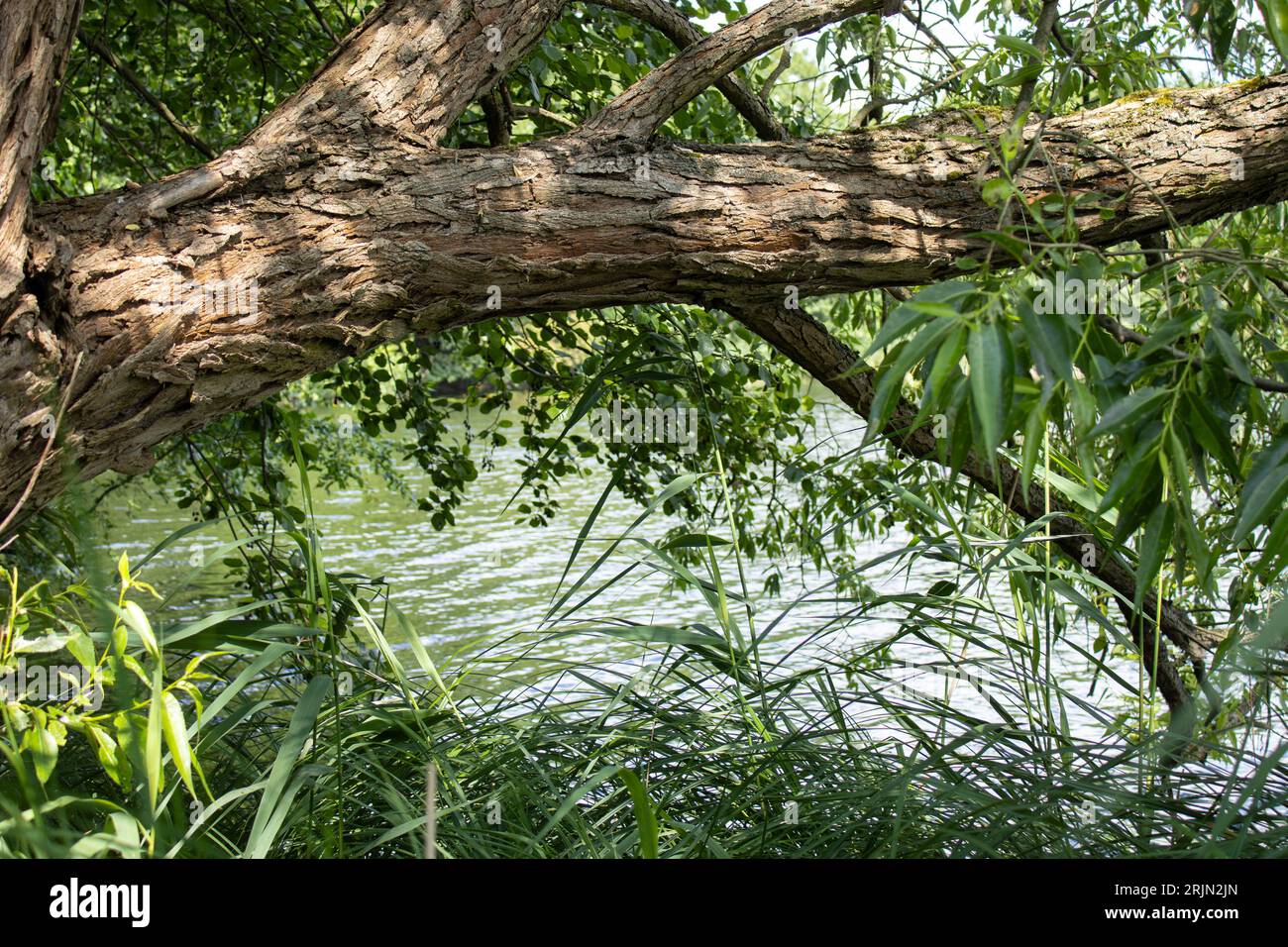Tree branches extending over hi-res stock photography and images - Alamy