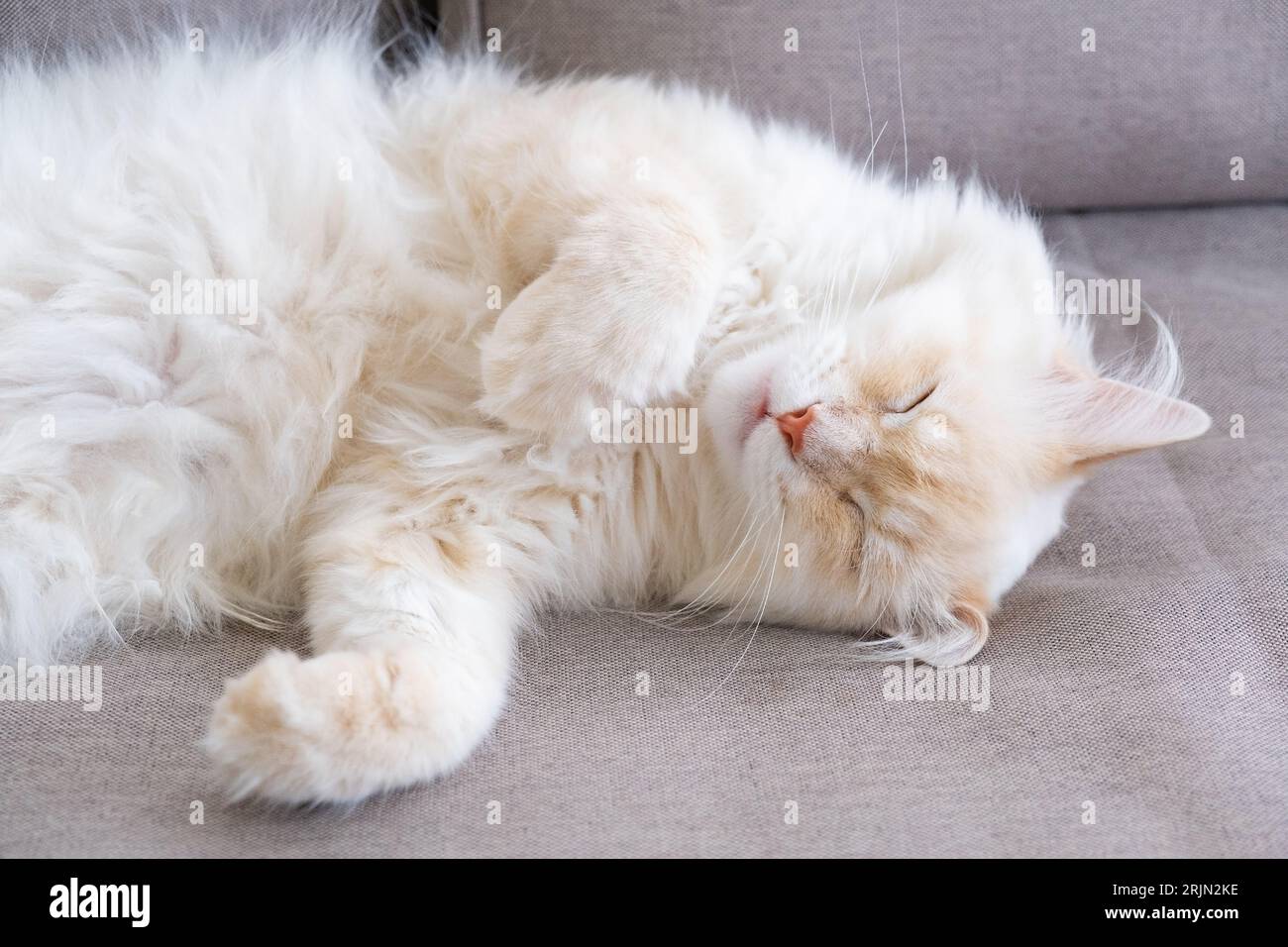 Sleeping ginger tomcat - perfect dream Stock Photo