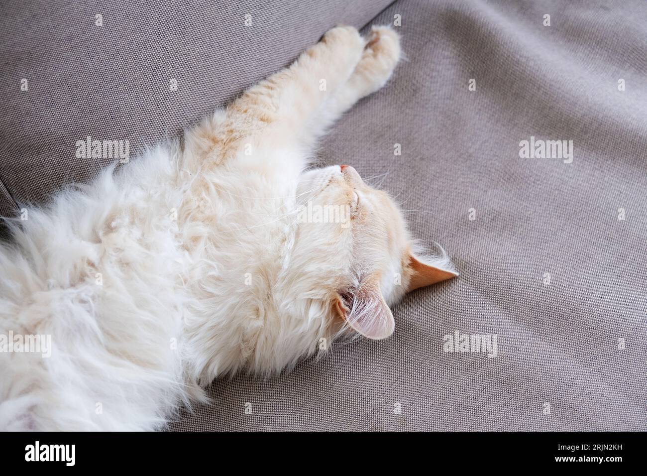 Sleeping ginger tomcat - perfect dream Stock Photo