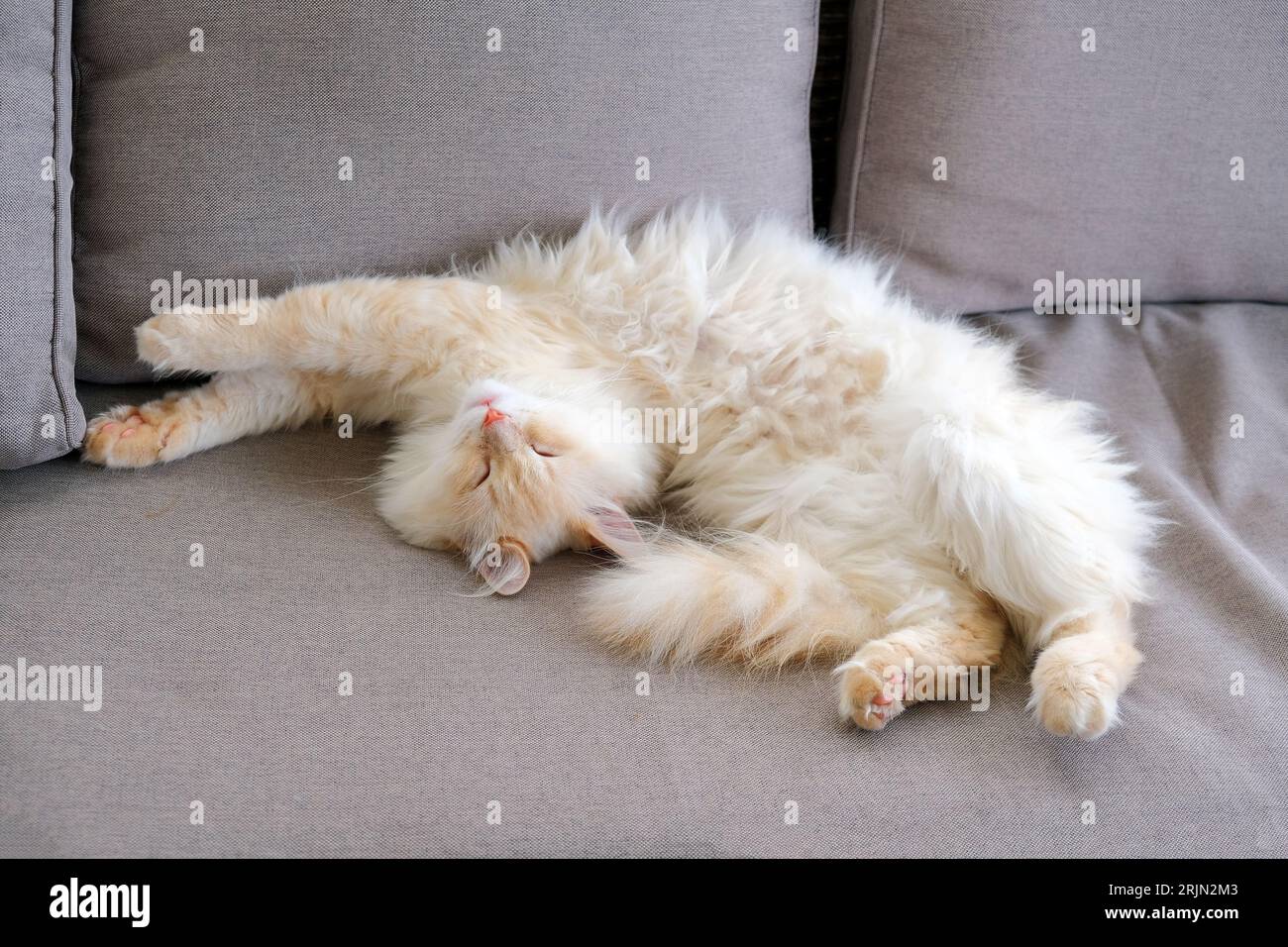 Sleeping ginger tomcat - perfect dream Stock Photo