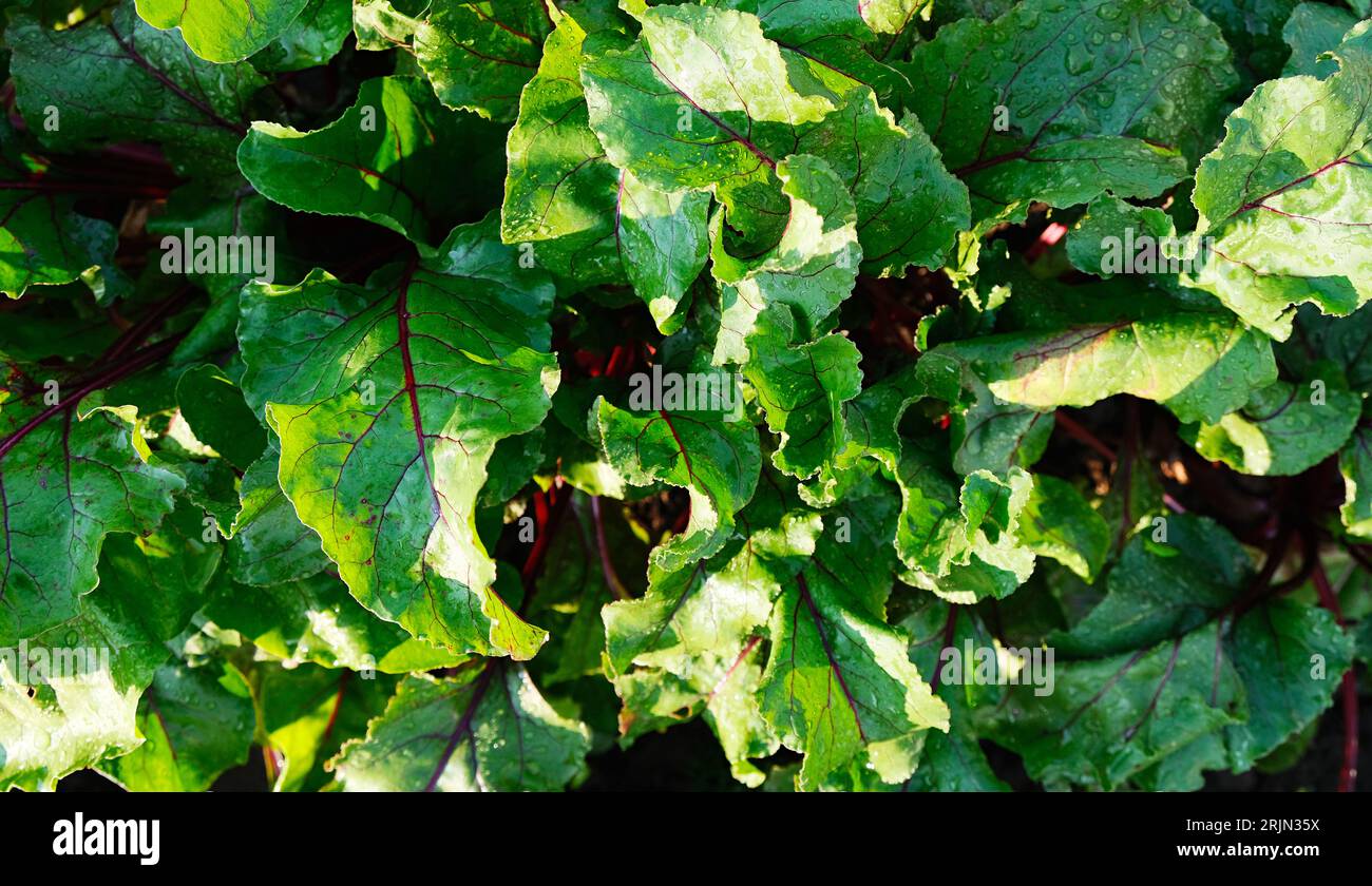 Green background, texture from beet leaves Stock Photo