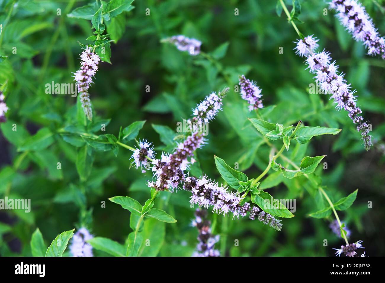 Green background, mint leaves texture Stock Photo
