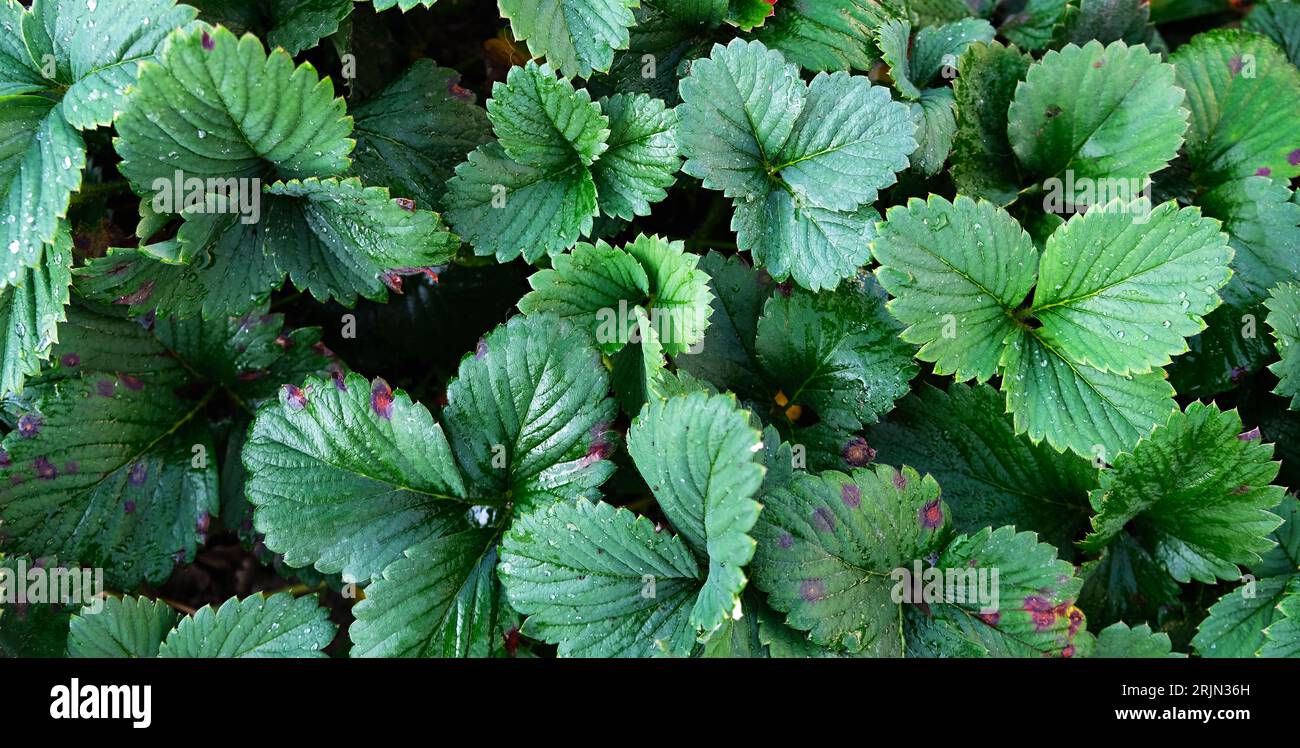 Green background, strawberry leaf texture Stock Photo