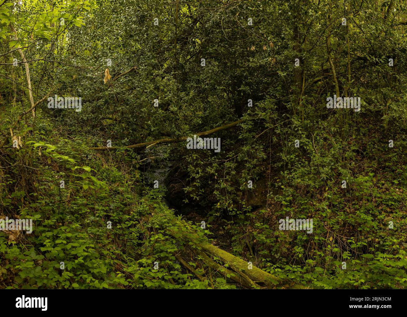 Serene view lush trees hi-res stock photography and images - Alamy