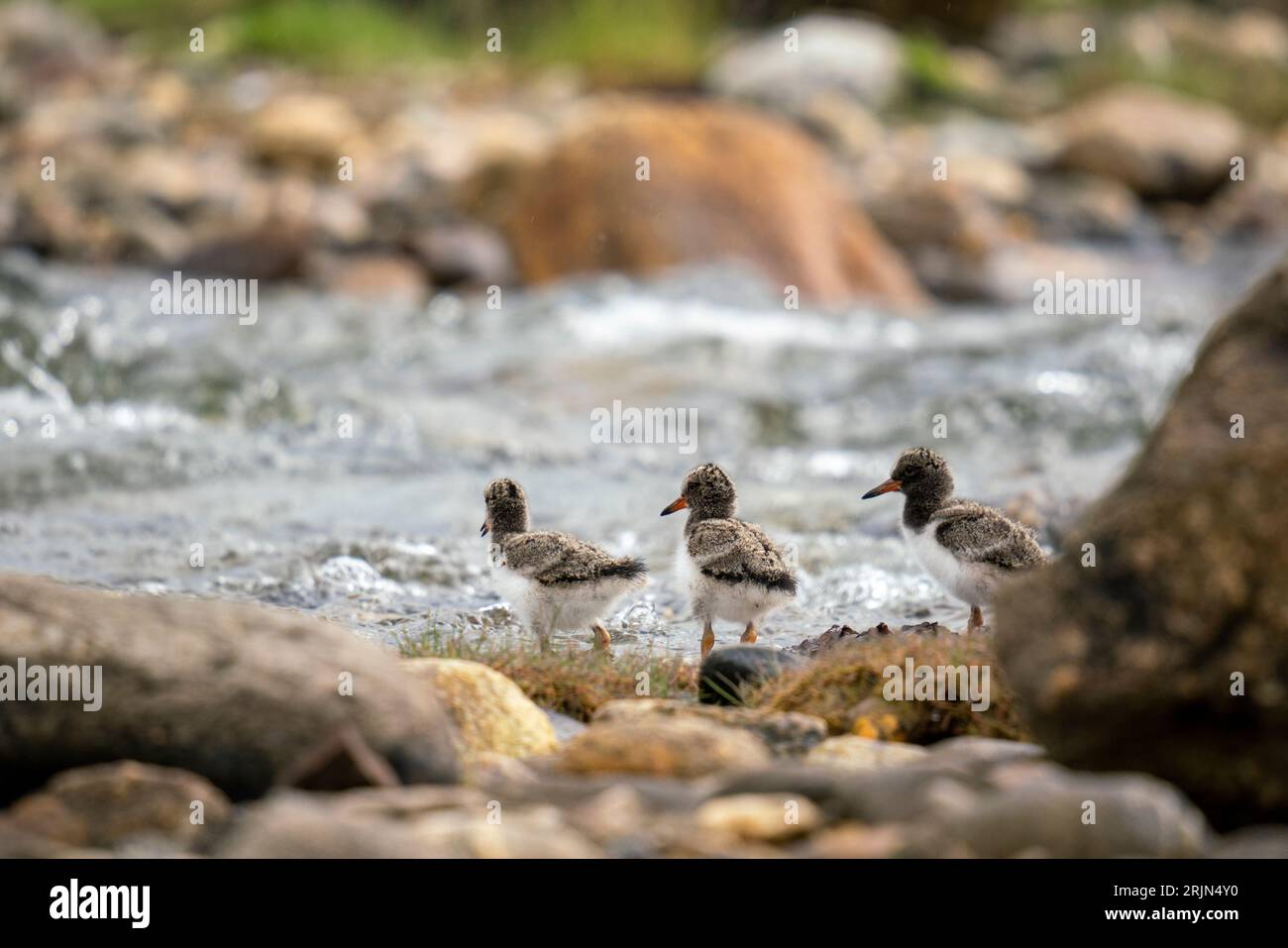 The three small birds standing on rocks in a body of water. Stock Photo