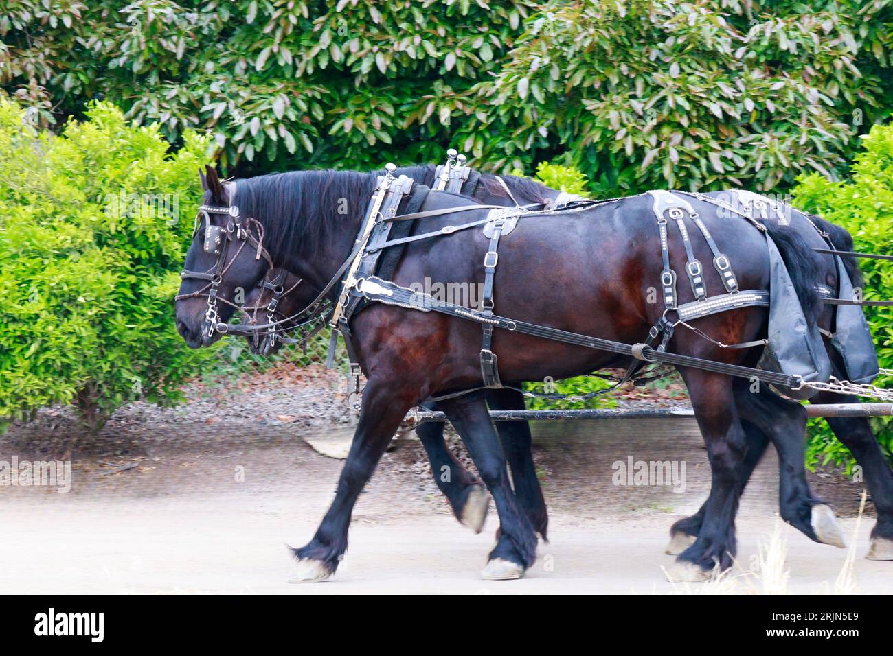 The horses pulling a carriage through a picturesque countryside Stock Photo