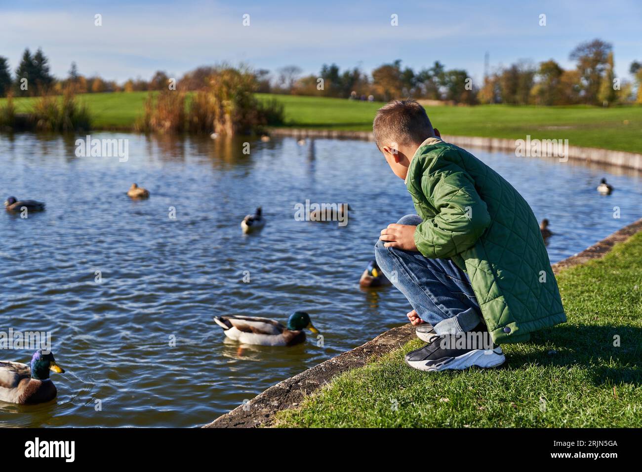 back view of preteen boy in outerwear and jeans sitting near pond with ducks, nature and kid Stock Photo