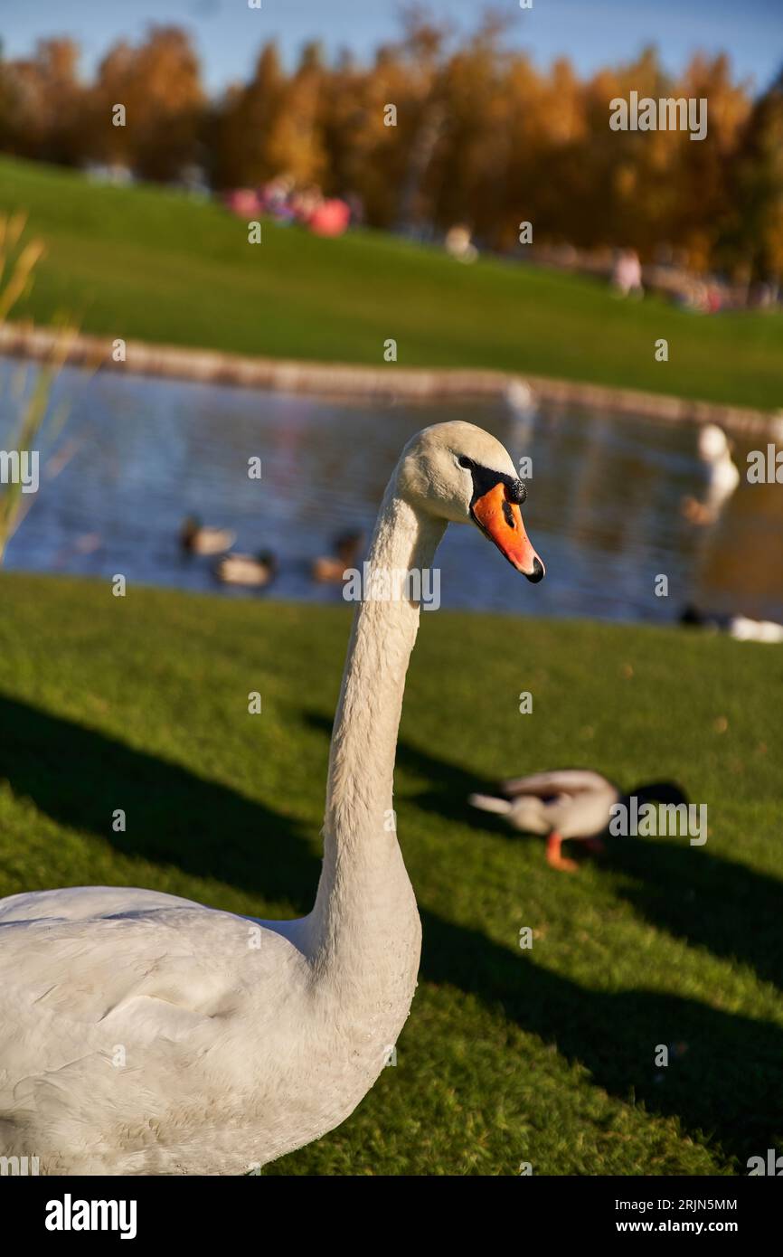 white swan in natural inhabitant, flora and fauna, close up, blurred backdrop, pond, lake, wildlife Stock Photo