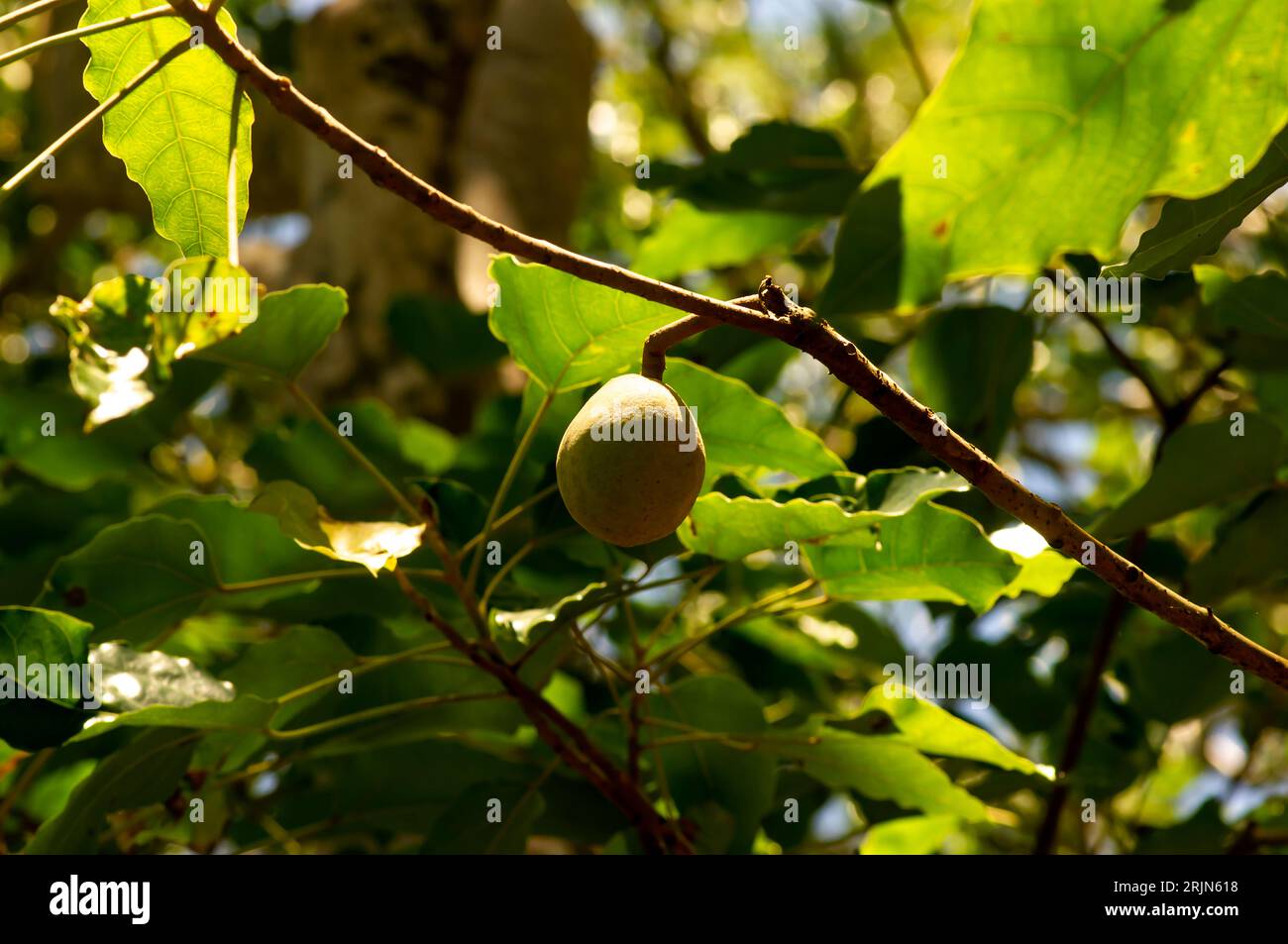 A candlenut fruit (Aleurites moluccana) and green leaves, shallow focus. Stock Photo