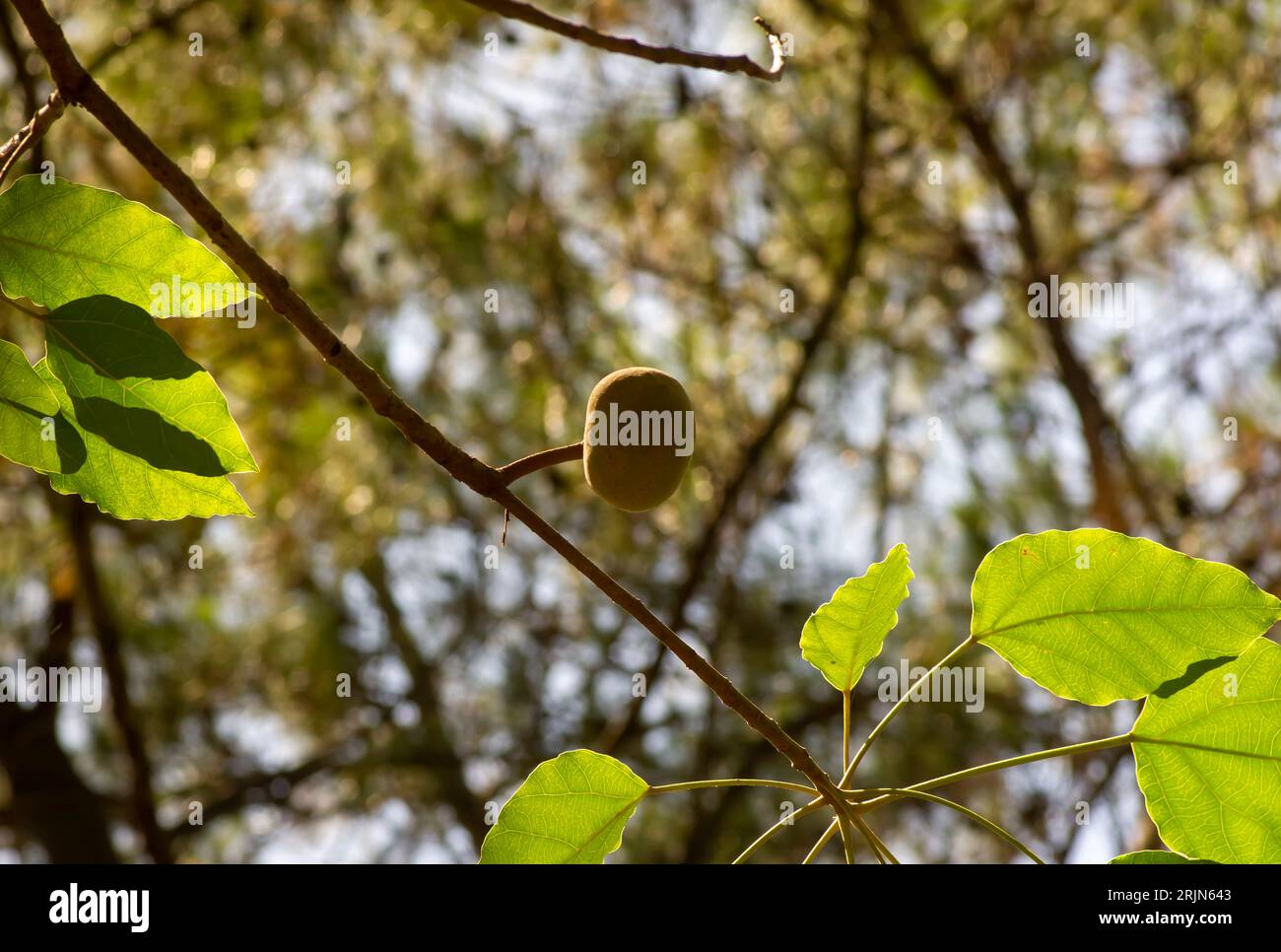 A candlenut fruit (Aleurites moluccana) and green leaves, shallow focus. Stock Photo
