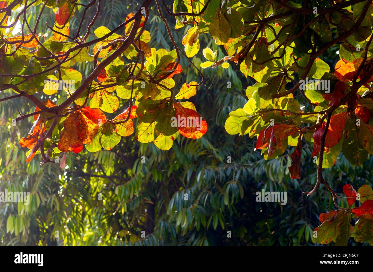 Indian almond tree hi-res stock photography and images - Alamy