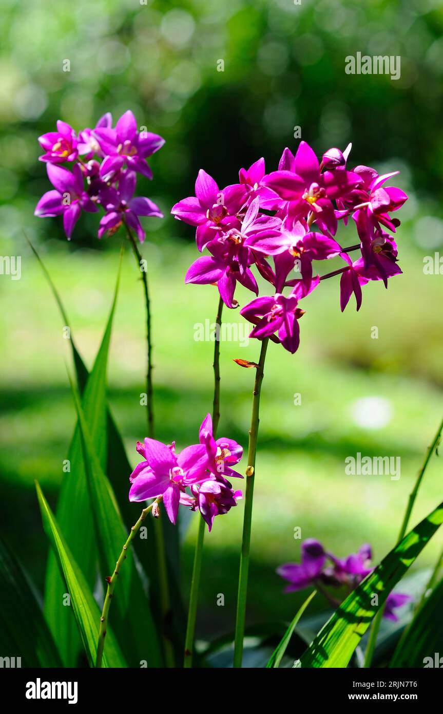 Vibrant orchids hi-res stock photography and images - Alamy