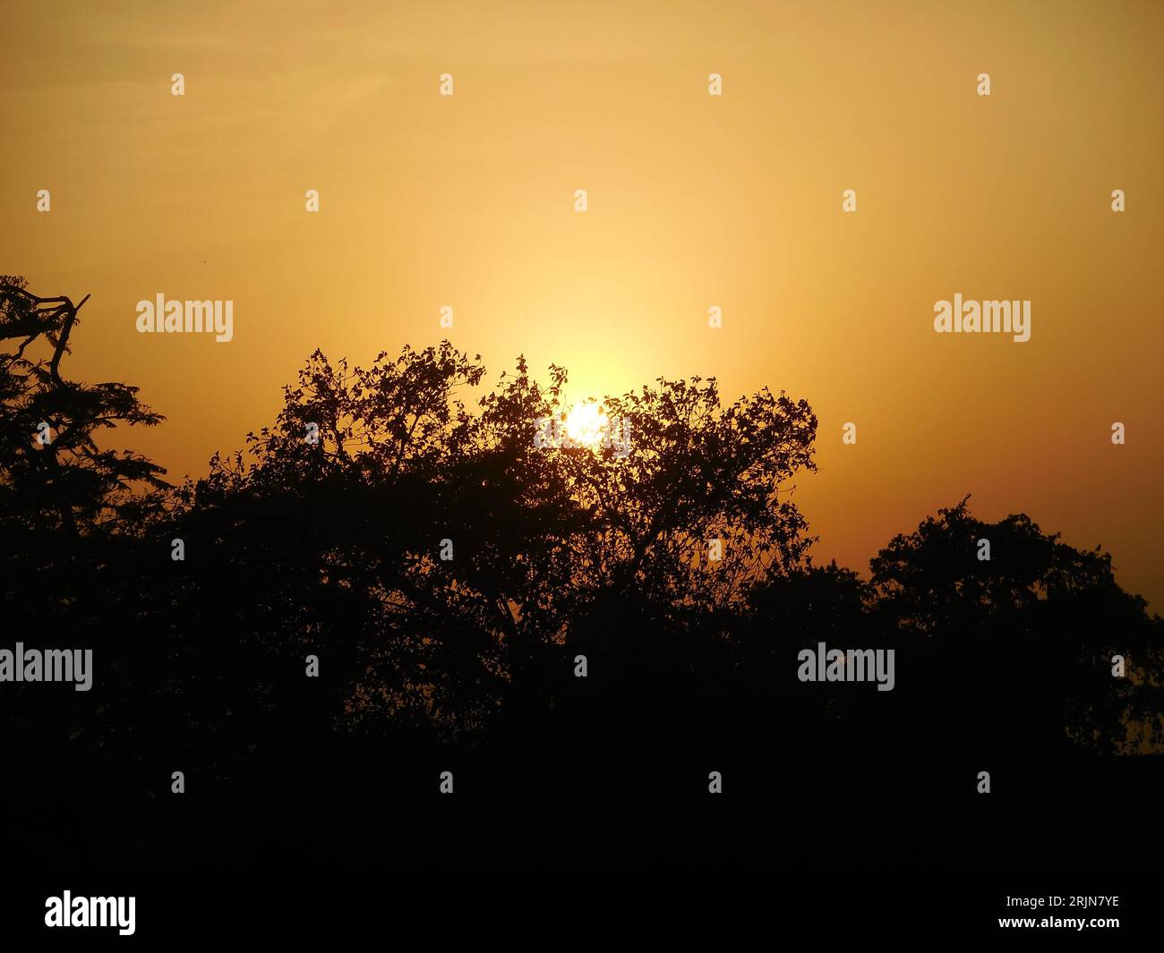 A stunning sunset illuminating a serene landscape with tall trees and ...