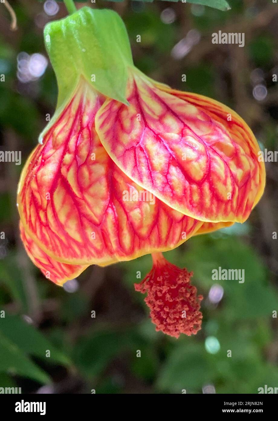 A close-up of a vibrant redvein abutilon (Abutilon pictum) flower hanging delicately from a ranch Stock Photo
