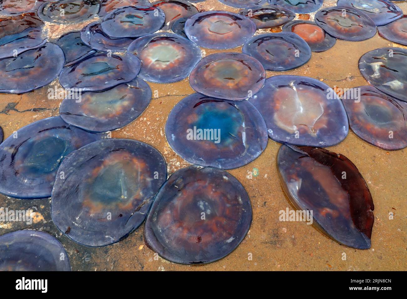 Jellyfish skin covers the ground at a seafood processing plant in North China Stock Photo