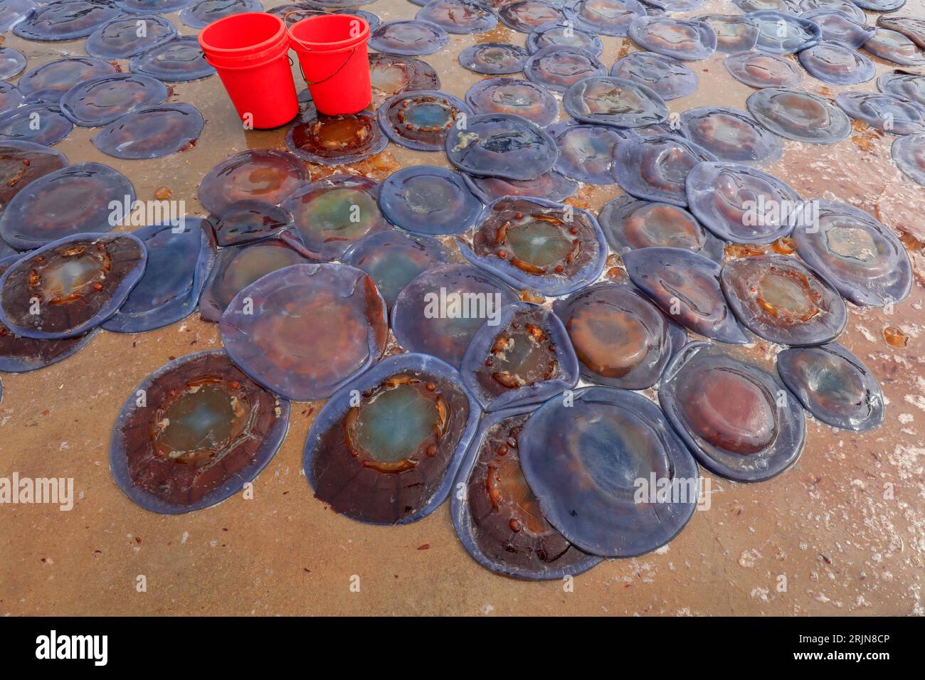 Jellyfish skin covers the ground at a seafood processing plant in North China Stock Photo