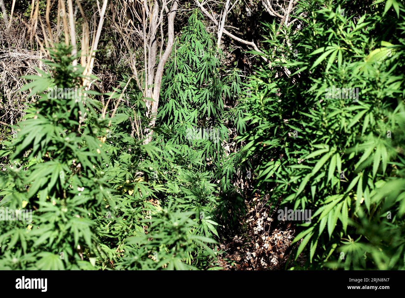 Marijuana growing operation hi-res stock photography and images - Alamy