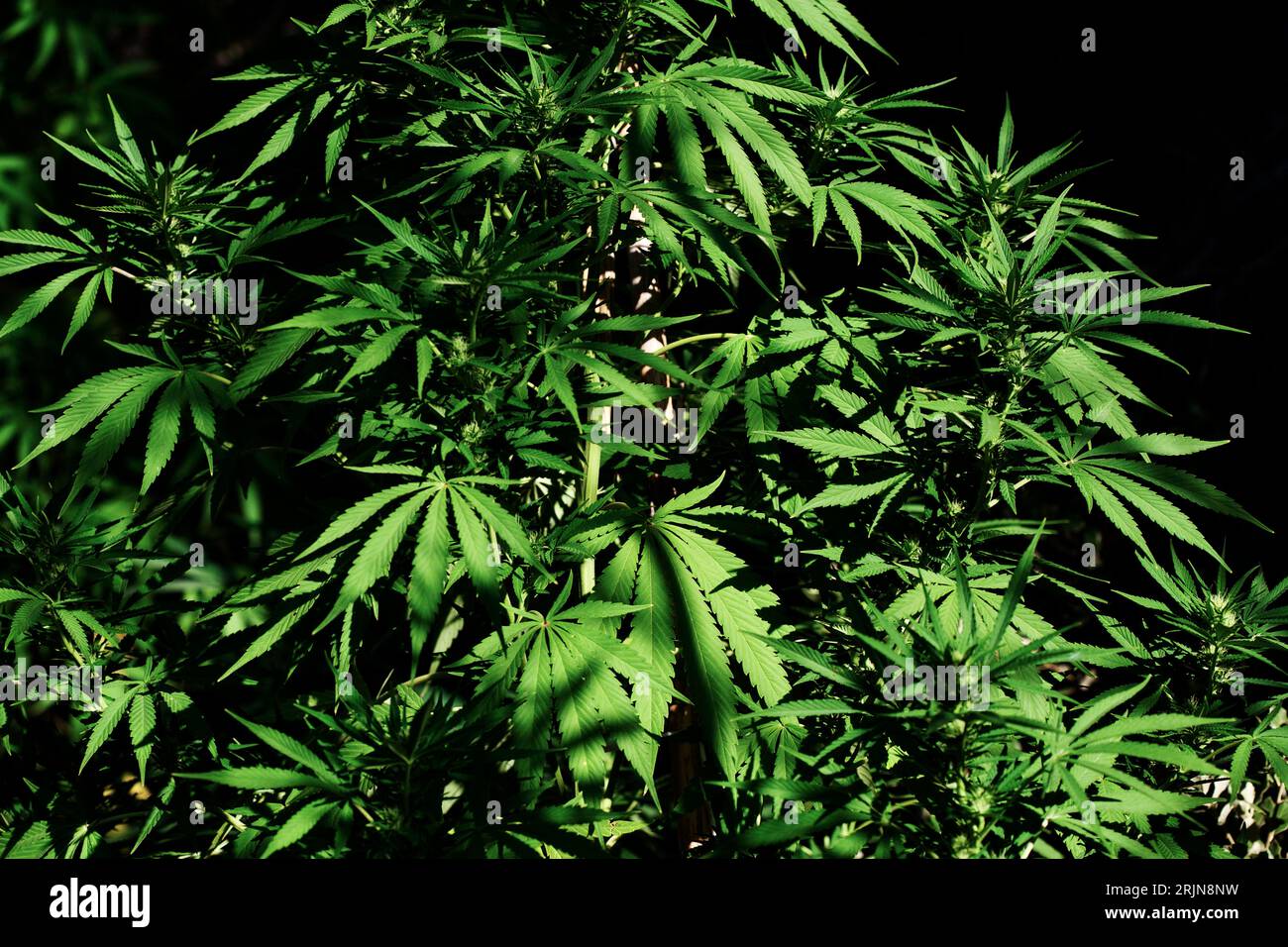 Hidden marijuana hi res stock photography and images Alamy