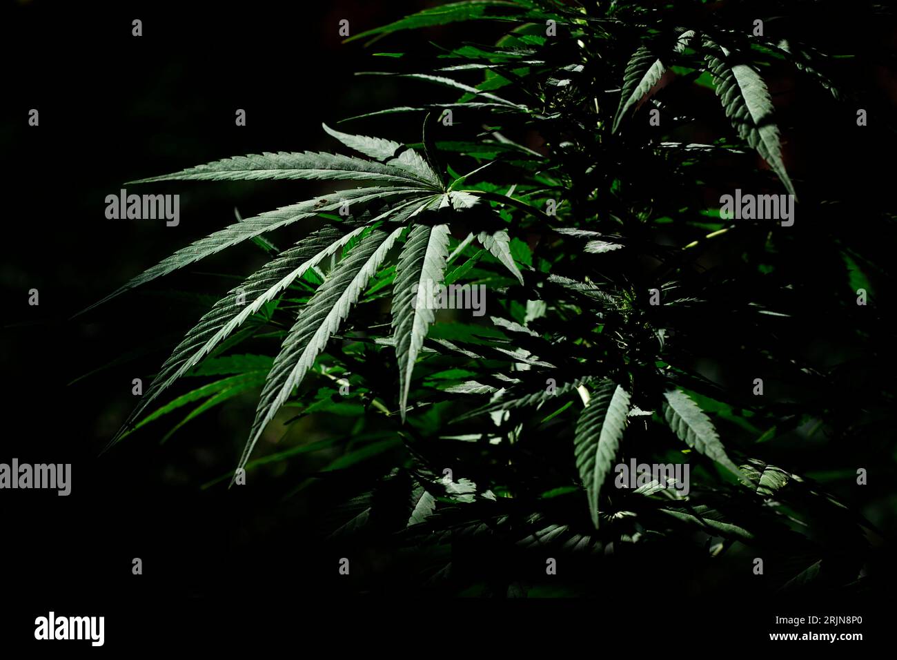 Marijuana growing illegally in Tarragona, Spain. Stock Photo