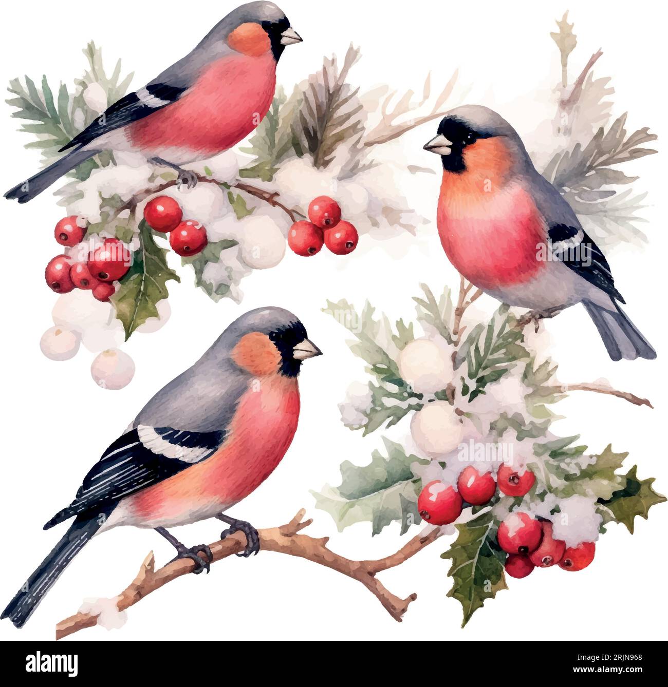 Christmas Bullfinches watercolor in hand drawn style. Vector ...