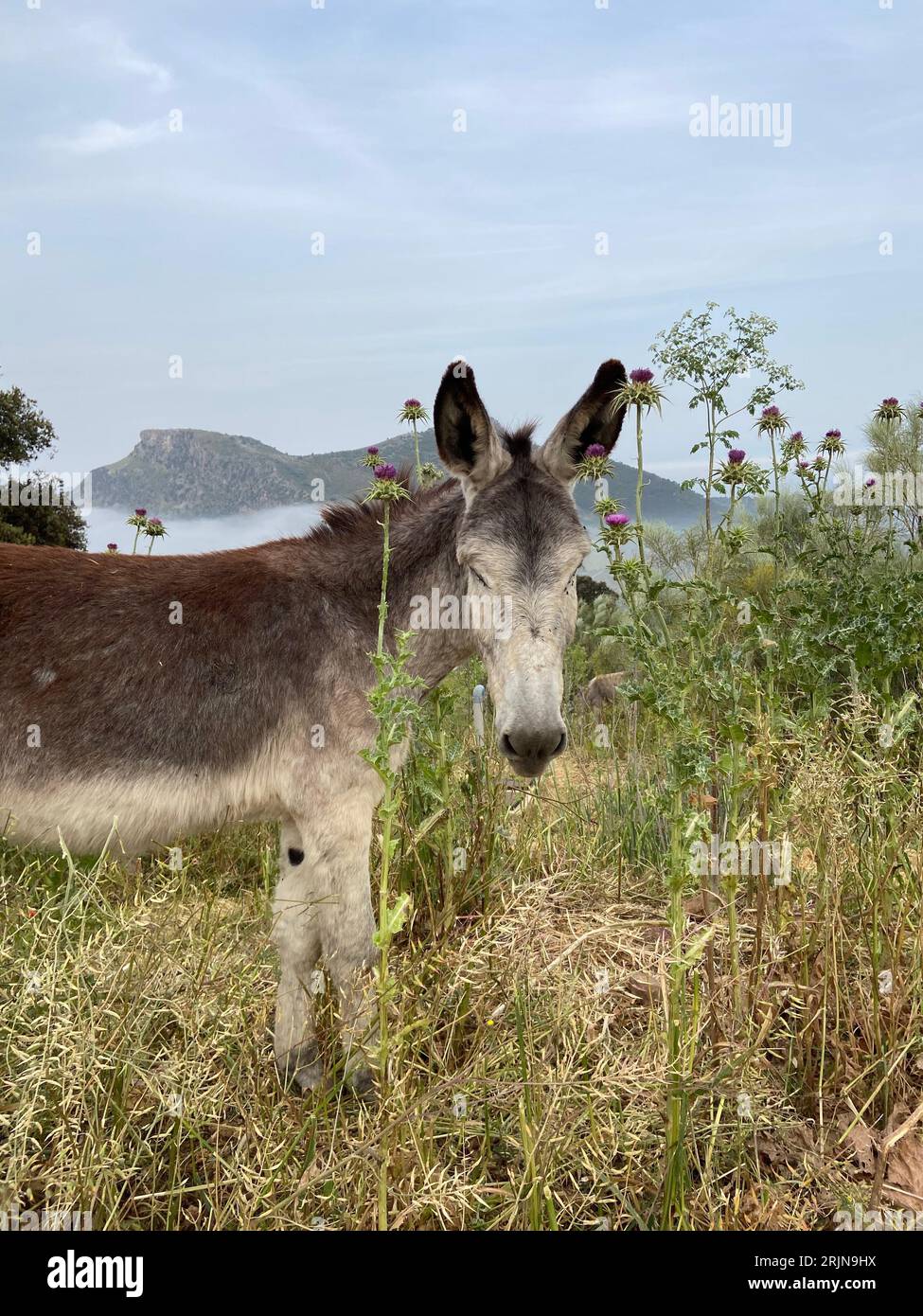 An inquisitive donkey stands in a field of lush green grass, gazing ...