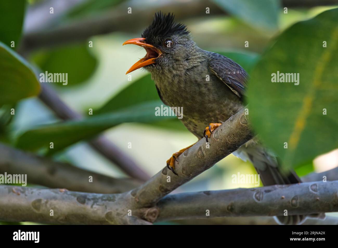 a-close-up-photograph-of-a-seychelles-bulbul-an-endemic-bird-species