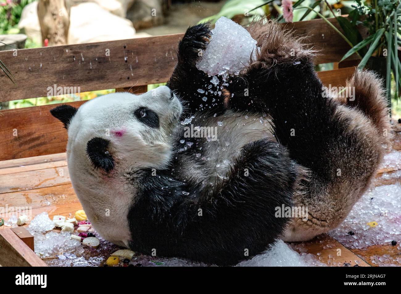 Kuala Lumpur, Kuala Lumpur, Malaysia. 23rd Aug, 2023. Giant female panda Liang Liang during the 17th birthday celebrations of giant pandas Xing Xing and Liang Liang at the National Zoo in Kuala Lumpur on August 23, 2023. The Malaysia National Zoo is celebrating the 17th birthday of pandas Xing Xing and Liang Liang. Both were born on August 23, 2006, and arrived in Malaysia in May 2014, marking the 40th anniversary of diplomatic ties between China and Malaysia. (Credit Image: © Mohd Daud/ZUMA Press Wire) EDITORIAL USAGE ONLY! Not for Commercial USAGE! Stock Photo